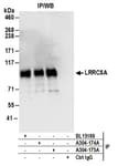 Detection of human LRRC8A by western blot of immunoprecipitates.
