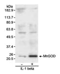 Detection of MnSOD by western blot.