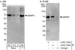 Detection of human SENP3 by western blot and immunoprecipitation.