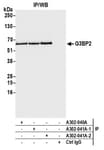 Detection of human G3BP2 by western blot of immunoprecipitates.