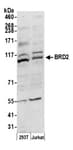 Detection of human BRD2 by western blot.
