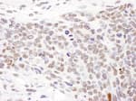 Detection of mouse Phospho SMC1 (S957) by immunohistochemistry.