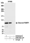 Detection of human Cleaved PARP1 by western blot of immunoprecipitates.
