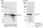 Detection of human and mouse ULF1 by western blot (h and m) and immunoprecipitation (h).