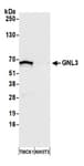Detection of mouse GNL3 by western blot.