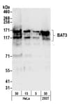 Detection of human BAT3 by western blot.