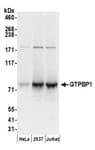Detection of human GTPBP1 by western blot.