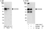 Detection of human CCDC82 by western blot and immunoprecipitation.