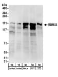 Detection of human and mouse RBM33 by western blot.