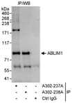 Detection of human ABLIM1 by western blot of immunoprecipitates.