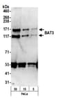 Detection of human BAT3 by western blot.