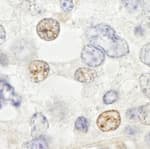 Detection of mouse DDX46 by immunohistochemistry.