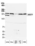 Detection of human WSTF by western blot.