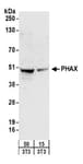 Detection of mouse PHAX by western blot.