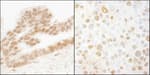 Detection of human and mouse ERF by immunohistochemistry.