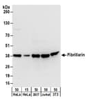 Detection of human and mouse Fibrillarin by western blot.