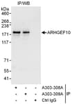 Detection of human ARHGEF10 by western blot of immunoprecipitates.