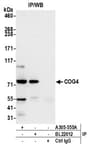 Detection of human COG4 by western blot of immunoprecipitates.