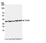 Detection of human PCNA by western blot with Affinity Purified Goat anti-Mouse Kappa Light Chain Antibody.
