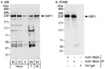 Detection of human and mouse GBF1 by western blot (h&amp;m) and immunoprecipitation (h).