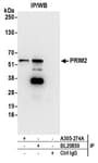 Detection of human PRIM2 by western blot of immunoprecipitates.