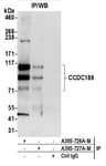 Detection of human CCDC186 by western blot of immunoprecipitates.