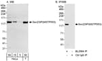 Detection of human Sec23IP(MSTP053) by western blot and immunoprecipitation.