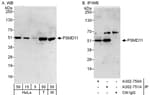 Detection of human and mouse PSMD11 by western blot (h&amp;m) and immunoprecipitation (h).
