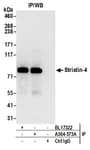 Detection of human Striatin-4 by western blot of immunoprecipitates.
