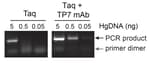 Anti-Taq [TP7] decreases primer dimer formation and increases PCR sensitivity.