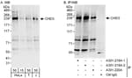 Detection of human CHD3 by western blot and immunoprecipitation.