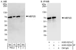 Detection of human MEF2D by western blot and immunoprecipitation.