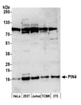Detection of human and mouse PIN4 by western blot.