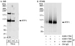 Detection of human RTF1 by western blot and immunoprecipitation.