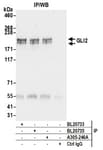 Detection of human GLI2 by western blot of immunoprecipitates.