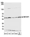 Detection of mouse METAP1 by western blot.