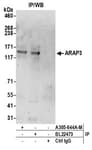 Detection of human ARAP3 by western blot of immunoprecipitates.