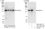 Detection of human GM130 by western blot and immunoprecipitation.