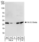 Detection of human and mouse 14-3-3-theta by western blot.
