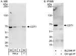 Detection of human CDT1 by western blot and immunoprecipitation.
