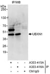 Detection of human UBXN1 by western blot of immunoprecipitates.