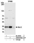 Detection of human Bcl-2 by western blot of immunoprecipitates.