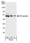 Detection of human CKI epsilon by western blot.
