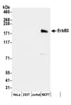Detection of human ErbB3 by western blot.