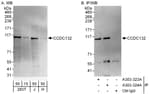 Detection of human CCDC132 by western blot and immunoprecipitation.