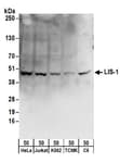 Detection of human, mouse and rat LIS-1 by western blot.