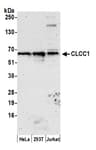 Detection of human CLCC1 by western blot.