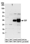 Detection of human CD7 by western blot.