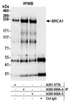 Detection of human BRCA1 by western blot of immunoprecipitates.