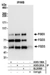 Detection of human FGD3 by western blot of immunoprecipitates.